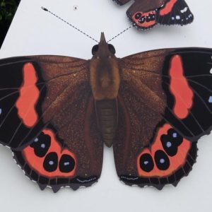 Red Admiral